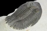 Detailed Hollardops Trilobite - Nice Eye Facets #126288-4